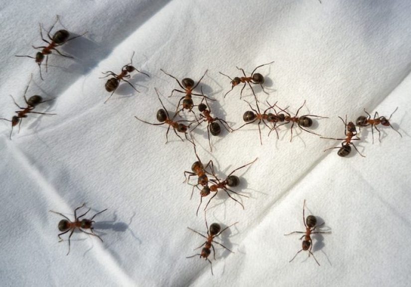 How To Get Rid of Sugar Ants In Your Home