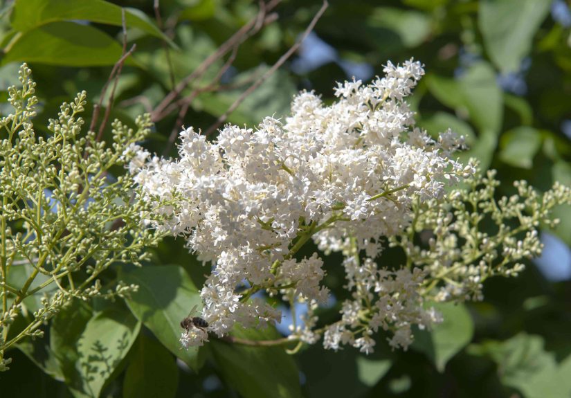 How to Grow and Care for a Japanese Lilac Tree