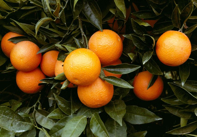 How to Grow and Care for Orange Trees