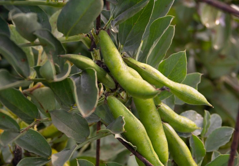 How to Grow & Care for Fava Beans (Broad Beans)