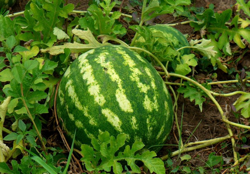 How to Grow Watermelon for the Perfect Summer Treat - Bob Vila