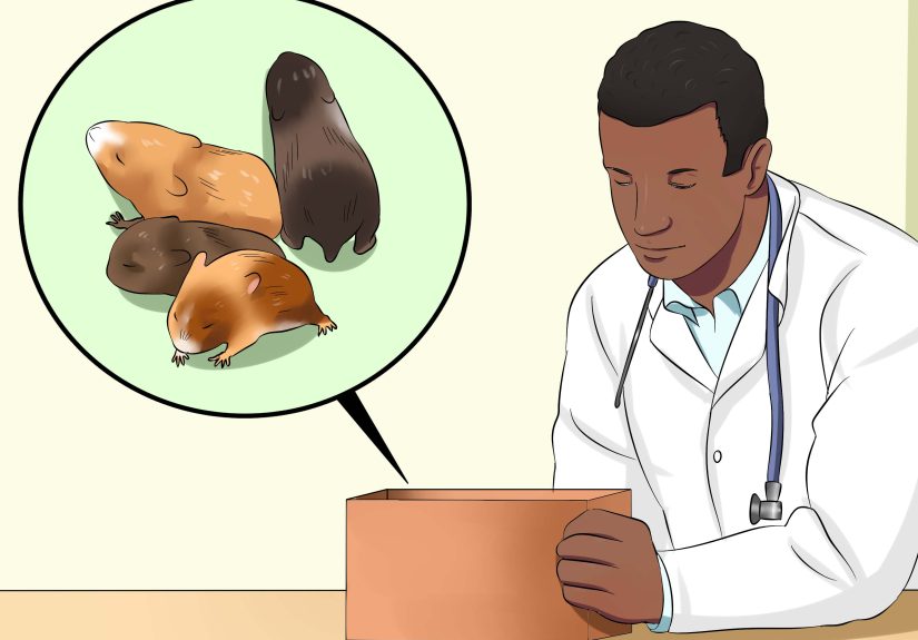How to Know when Your Hamster Is Pregnant