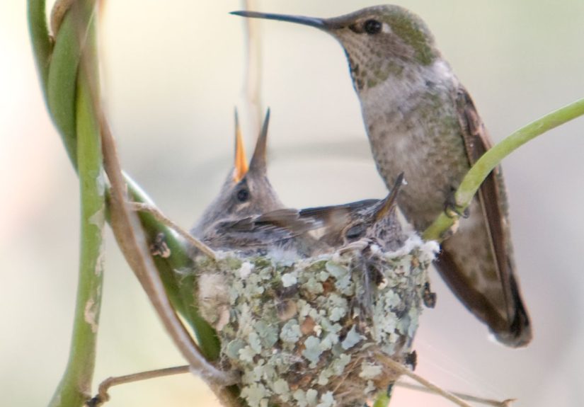 How to Make a DIY Hummingbird Feeder with a Mason Jar