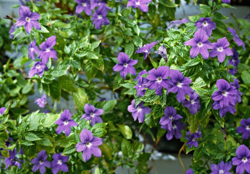 How to Plant and Grow Browallia
