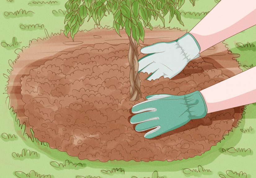 How to Prune a Ficus Tree: Ideal Times & Pruning Techniques
