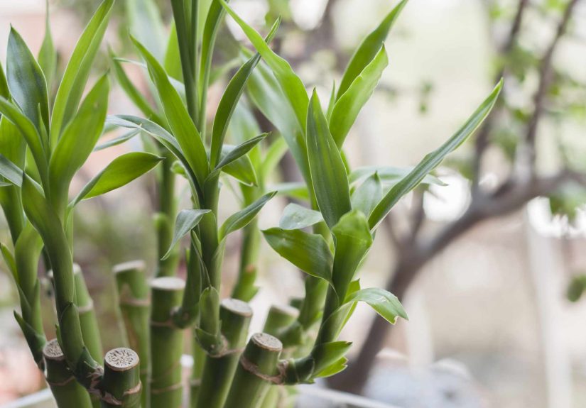 How to Revive a Bamboo Plant That's Seen Better Days