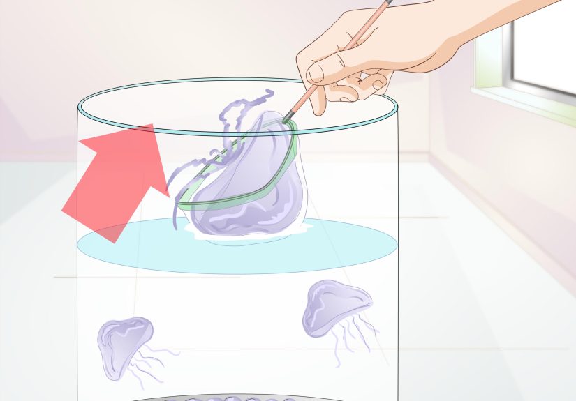 How to Start a Jellyfish Tank