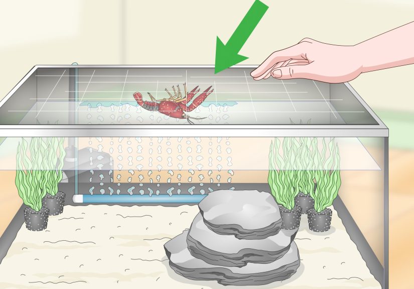 How to Take Care of Crayfish: 11 Steps