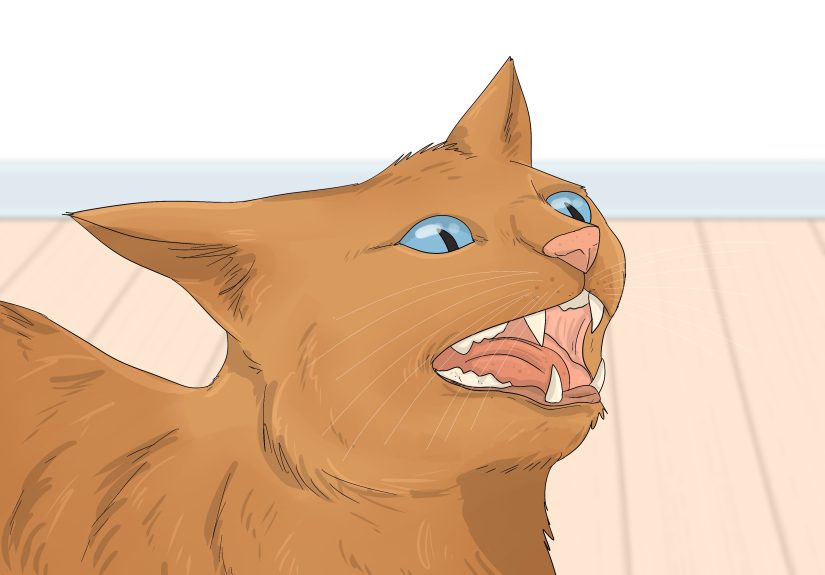 How to Tell If Cats Are Playing or Fighting: 11 Key Signs