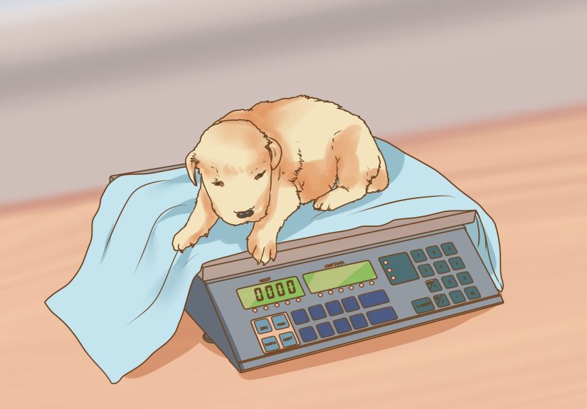 How to Whelp and Raise a Premature Puppy: 11 Steps
