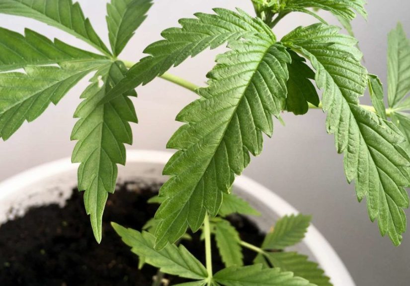 Marijuana and asthma: Does it help or harm?