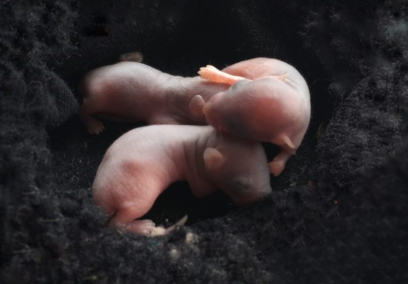 Mouse Embryos Grown in Space for the First Time Ever