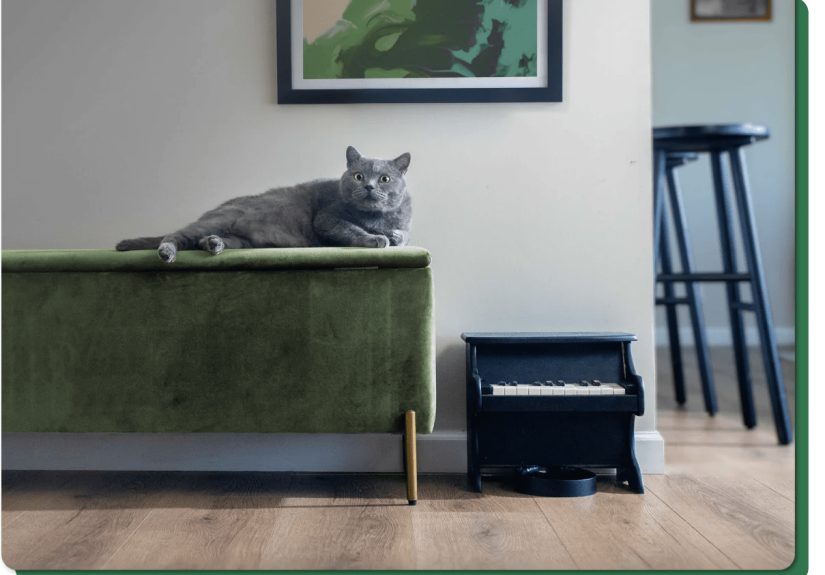 Piano Feeder Gets Pets Playing For Their Supper