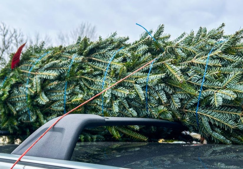 Real Christmas Tree Gear And Care Guide For The Holidays