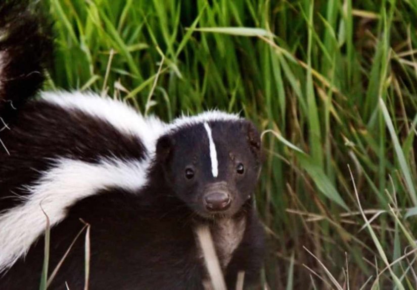 The Humane Way to Keep Skunks out of Your Yard