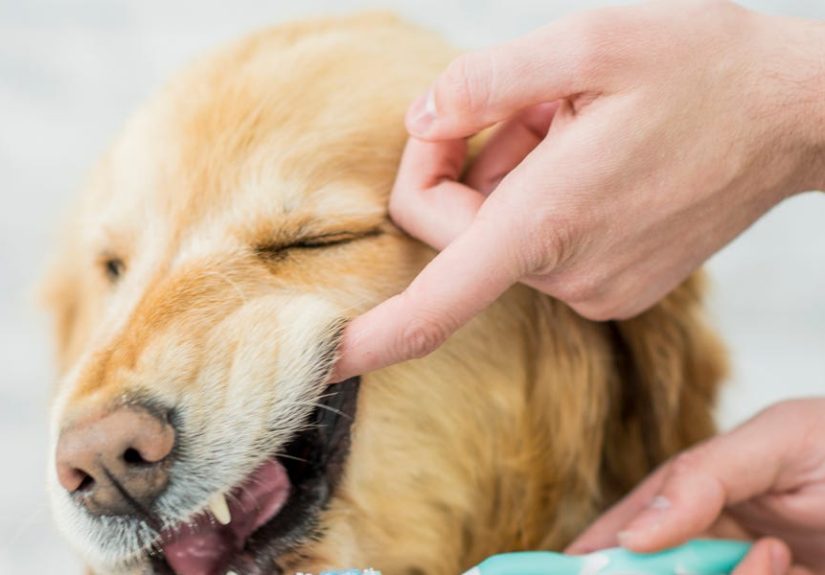 This Is the Dog Toothpaste My Pup Loves as Much as Her Treats