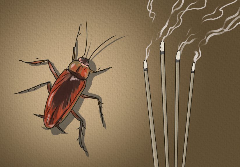What Does it Mean to Dream About Roaches?