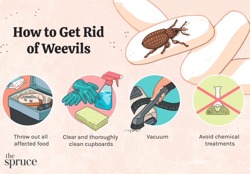 What Is a Weevil and How Did It Get in My Food?