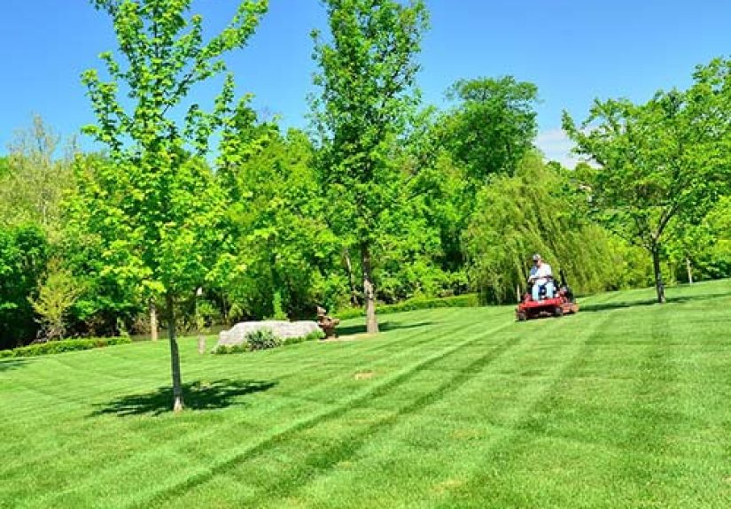 Winterizer Fertilizer – What Is It And When To Apply