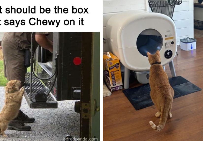 25 Genius Pet Gadgets That’ll Make Other Pet Parents Jealous