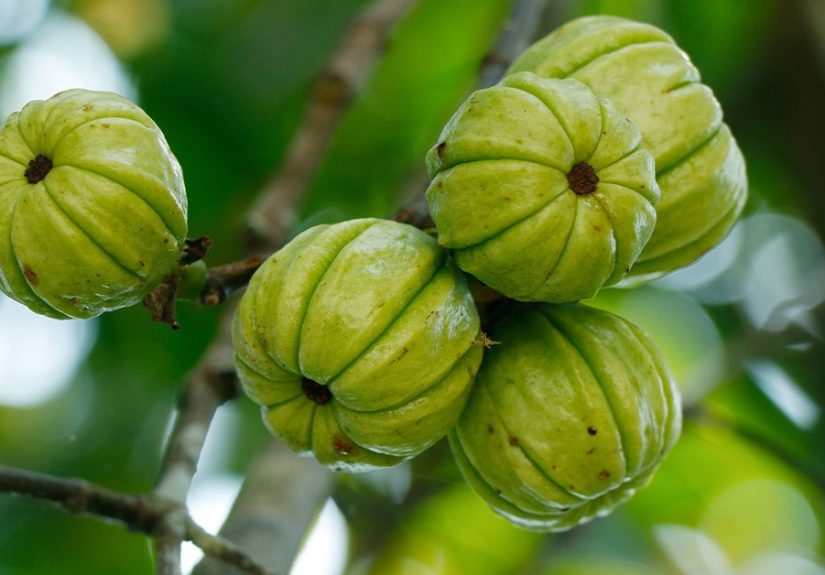 29 Things You Didn’t Know About Garcinia Cambogia
