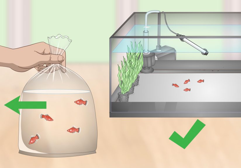 3 Ways to Breed and Care for Platies