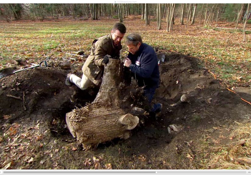 A Comprehensive Guide to Removing Tree Stumps