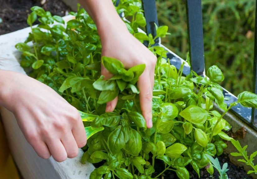 Basil: Nutrition, Health Benefits, Uses and More