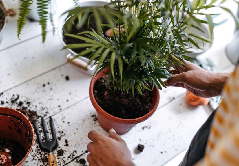 Best Potting Soil for Every Type of Plant