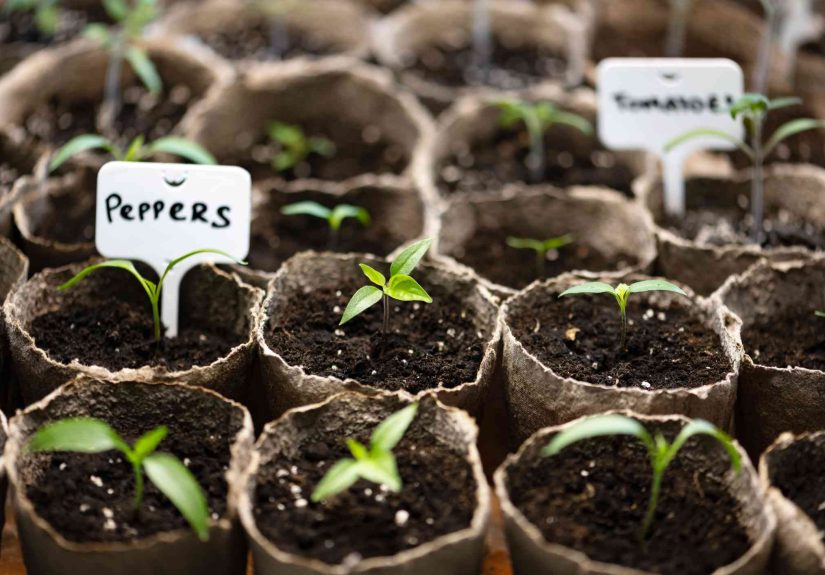 Can You Plant Tomatoes and Peppers Together?