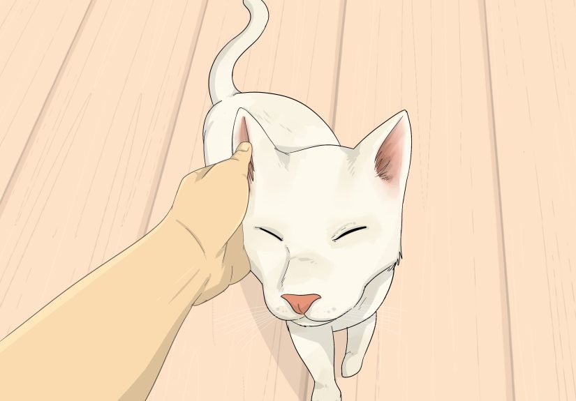Cat Spiritual Meaning: Symbolism & Cultural Significance