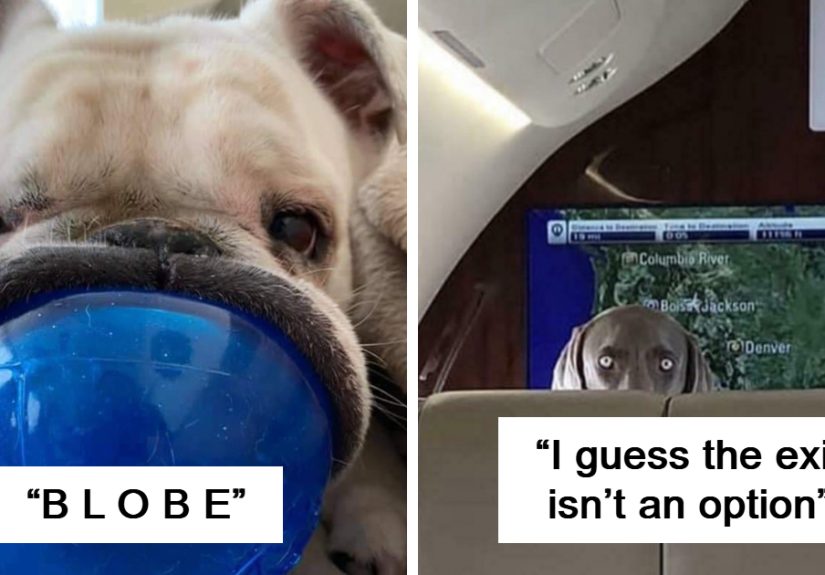 “Cryptid Dogs”: 30 Times People Managed To Snap A Pic Of Their Dogs At Just The Right Moment