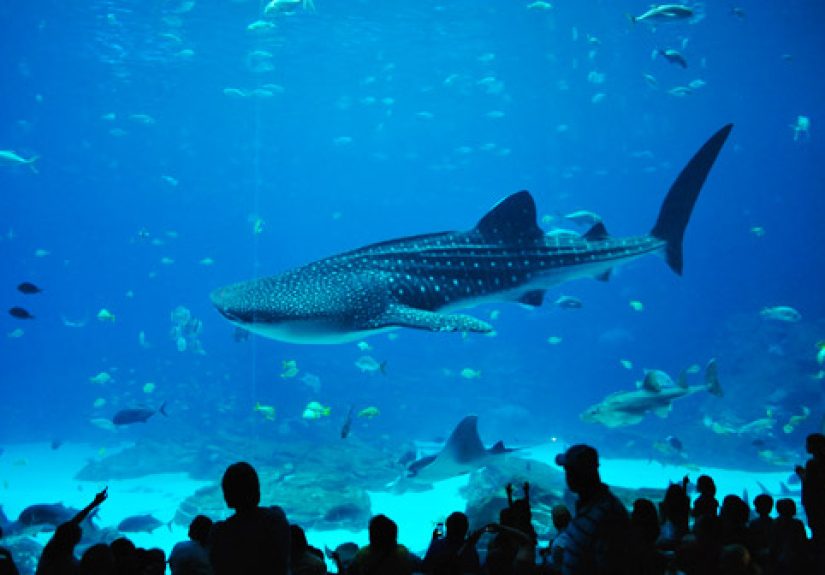 Exploring The Georgia Aquarium