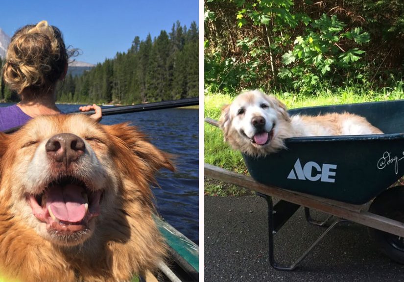 Had A Ruff Day? Here Are 87 Photos Of Cute Old Dogs To Make It Better