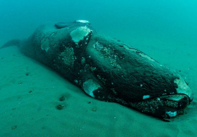 How This Whale Carcass Became the Ocean’s Hottest Housing Complex