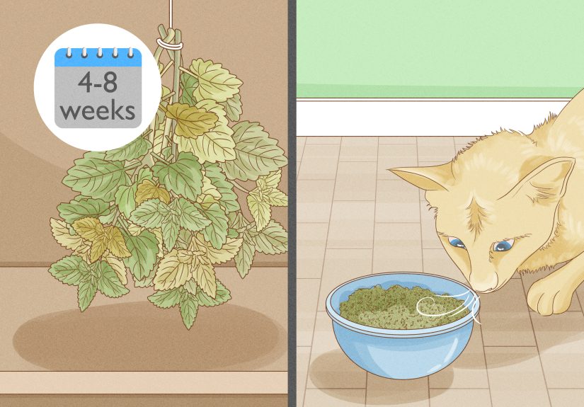 How to Dry Fresh Grown Catnip: 5 Steps