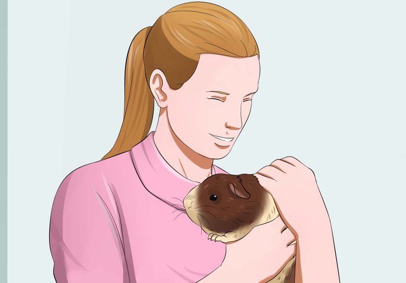 How to Get Your Guinea Pig to Trust You: 14 Steps