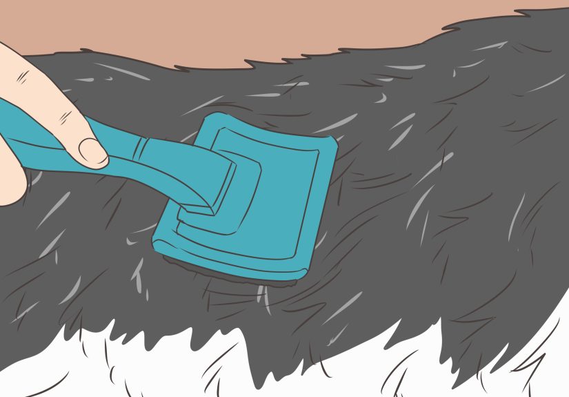 How to Groom a Siberian Husky