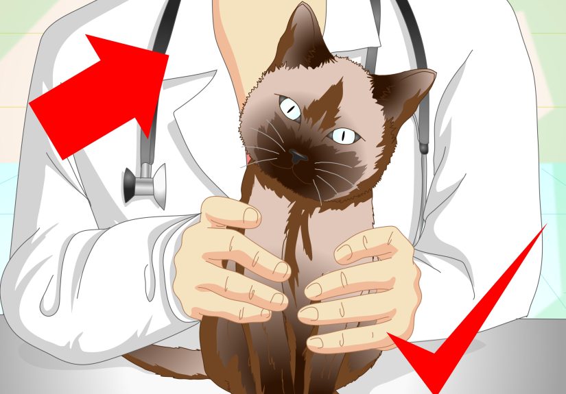 How to Help a Cat with a Broken Shoulder