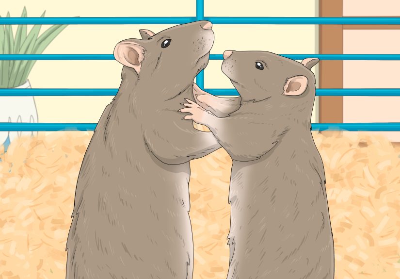 How to Introduce a New Pet Rat to Another Rat: 13 Steps