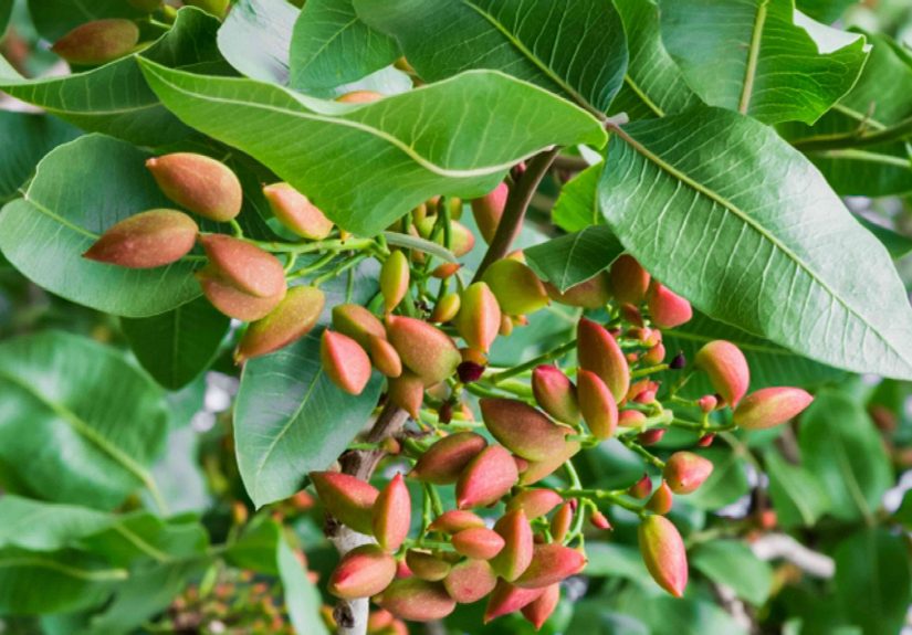 How to Plant and Grow a Pistachio Tree