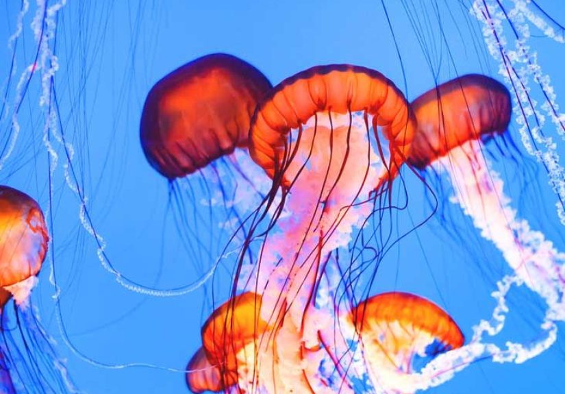 Jellyfish Sting: Symptoms, Treatments, and More