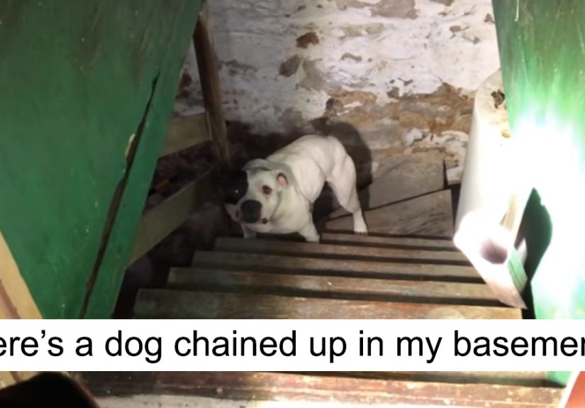 Man Moving Into A New House Finds A Dog Left Behind In The Basement, And The Dog’s Reaction Says It All
