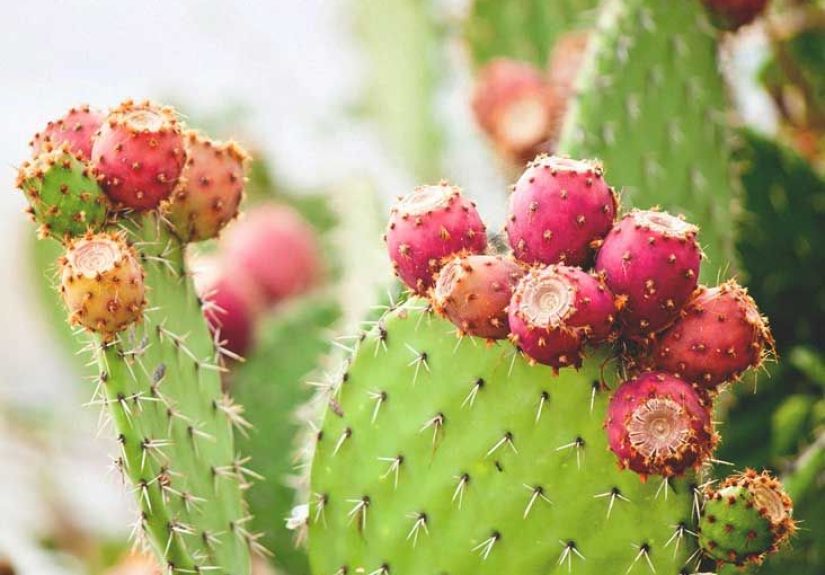 Nopal Cactus: Benefits, Uses, and More