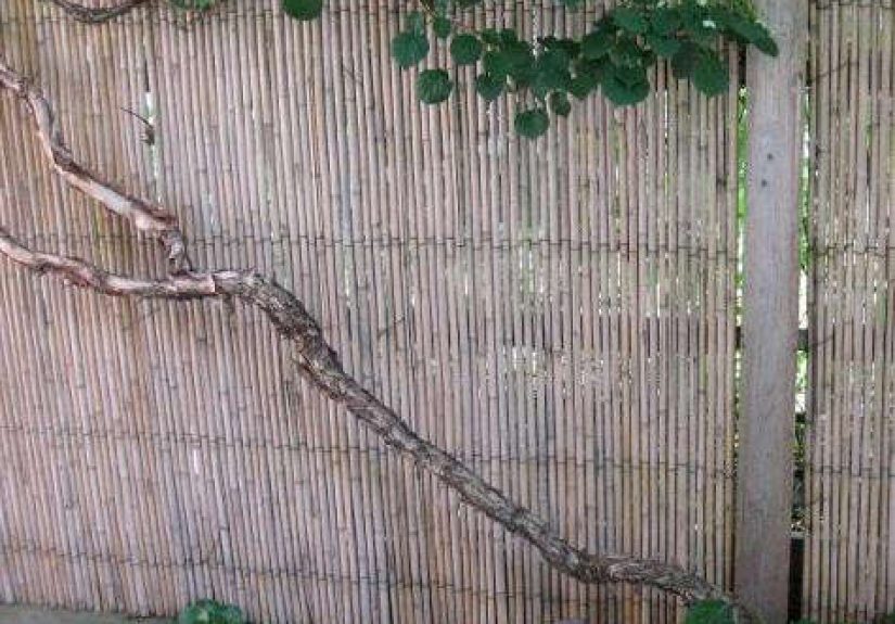 Outdoors: Instant Bamboo Fencing
