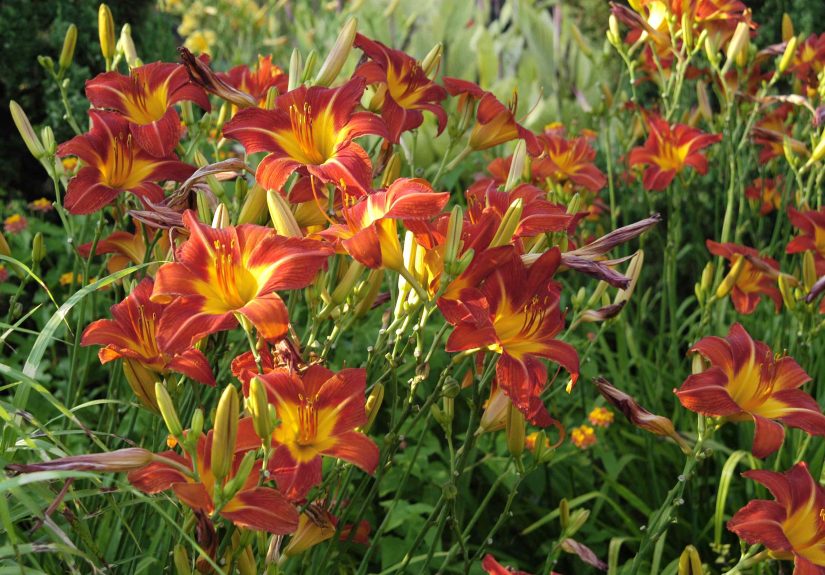 Should You Prune Daylilies in the Fall? What to Do for Better Blooms