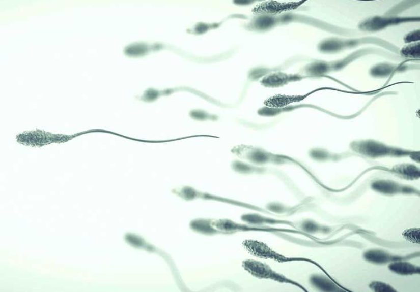 Sperm Morphology: What Is It and How Does It Affect Fertility?