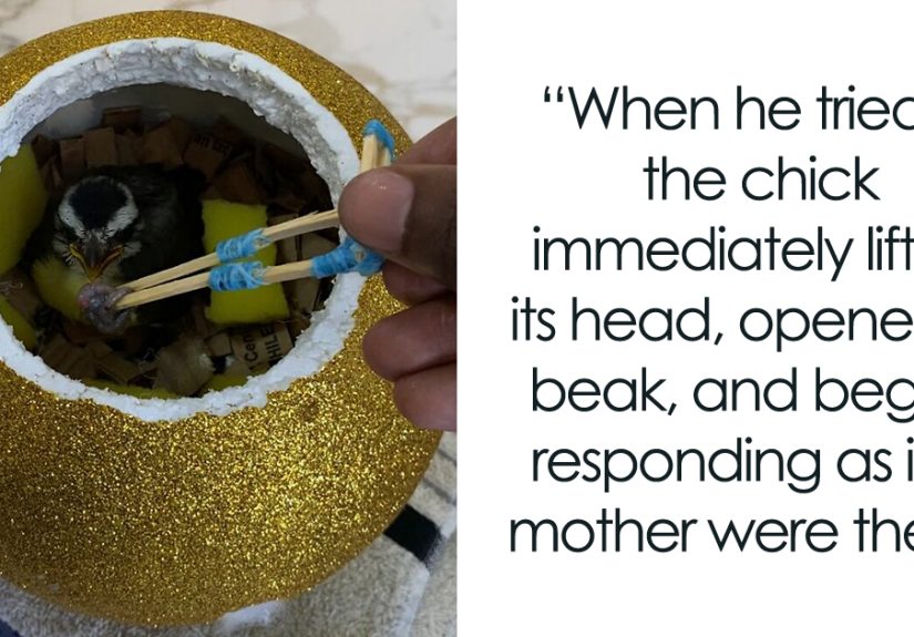 This Guy Went Viral After Rescuing A Great Kiskadee And Building A Mini Bird “Mom” For Him